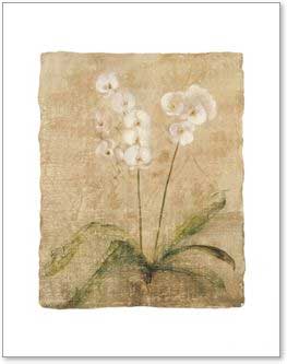 פרחים לבנים רומנטי עיצוב מודרני מינמליסטי טבע גבעול נקי צח אסטטי קרם 